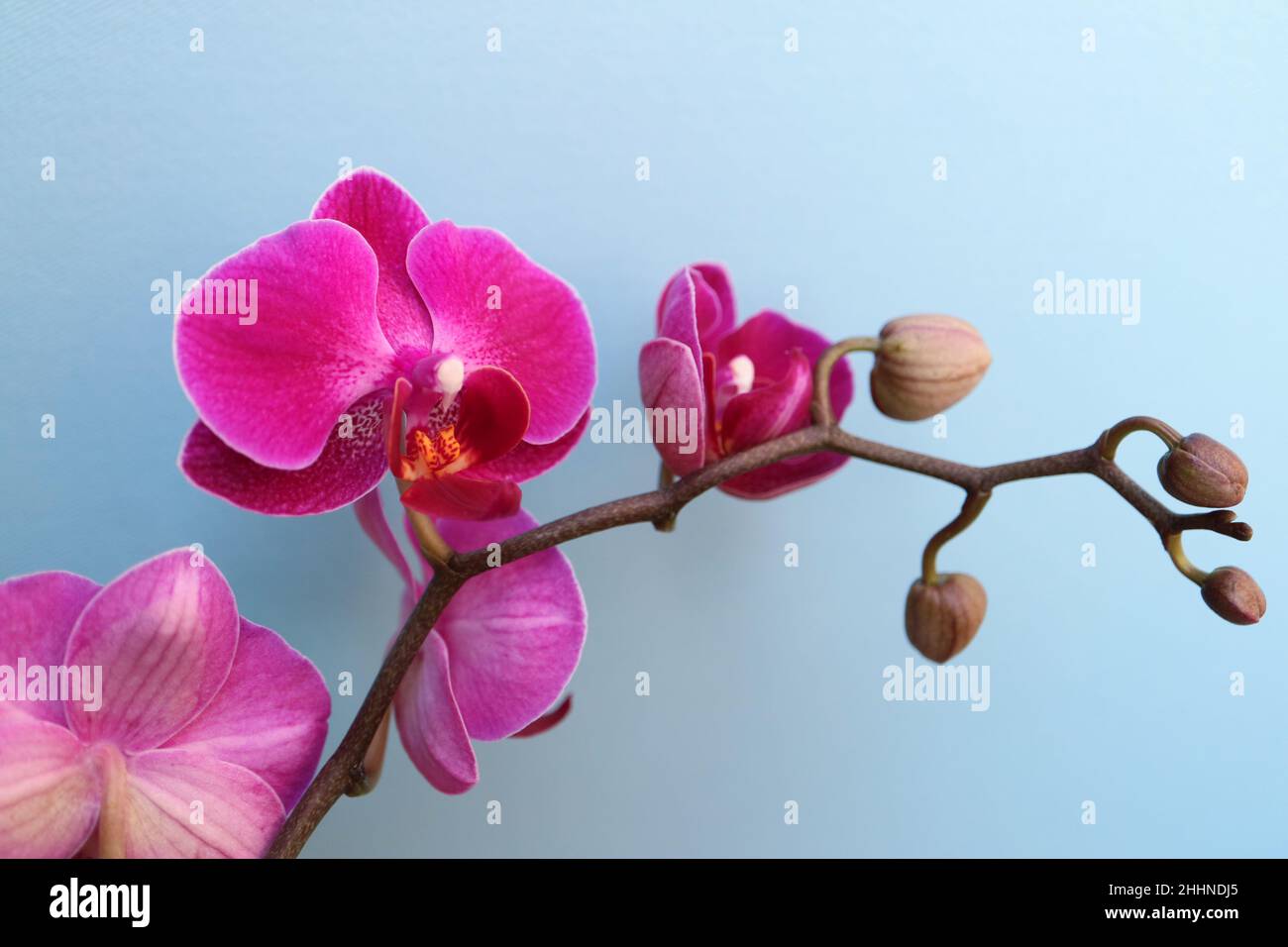 Orchidea viola con petali e boccioli delicati, orchidea viola su sfondo blu macro, testa di fiore, bellezza nella natura, fiore esotico, foto floreale Foto Stock