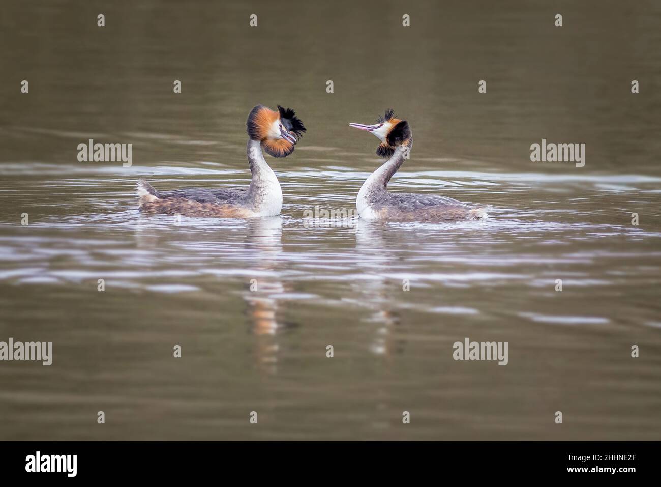 Grande grebe crestato (Podiceps cristatus) facendo una danza di corteggiamento Foto Stock