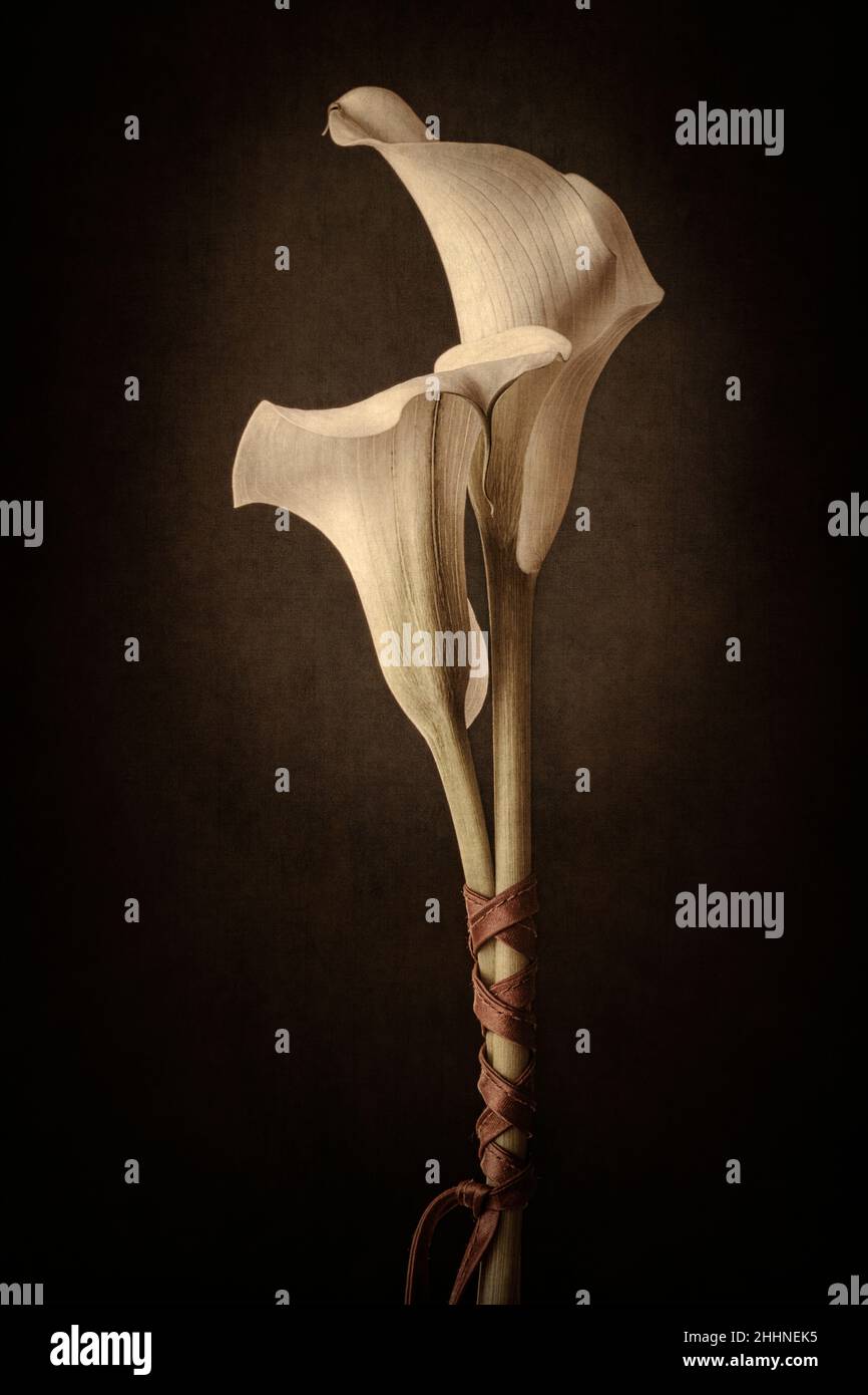 Due gigli bianchi di Calla legati insieme con nastro rosso Foto Stock