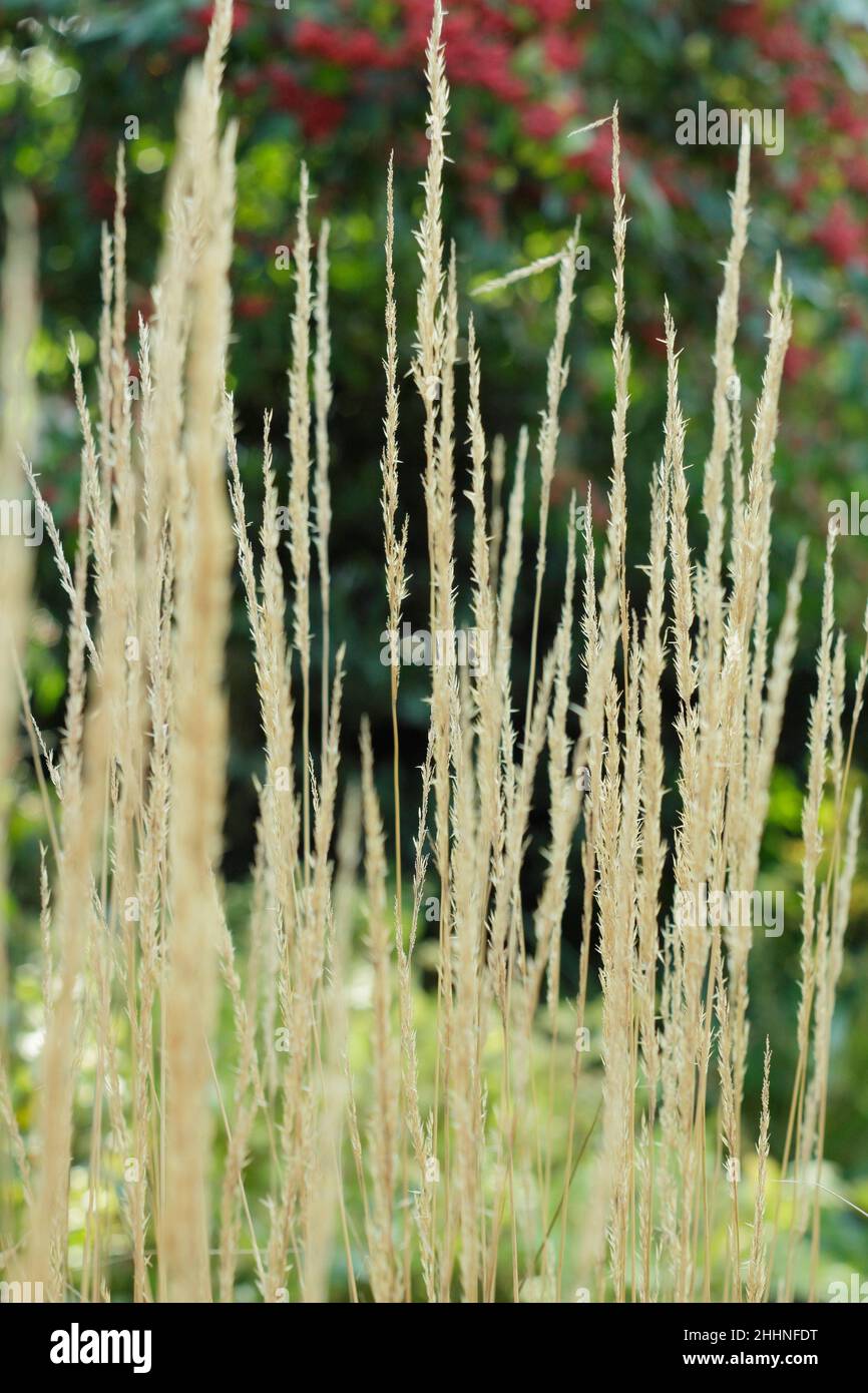 Calamagrostis x acutiflora 'Karl Foerster piume d'erba in autunno. Erba perpenniale decidua. REGNO UNITO Foto Stock