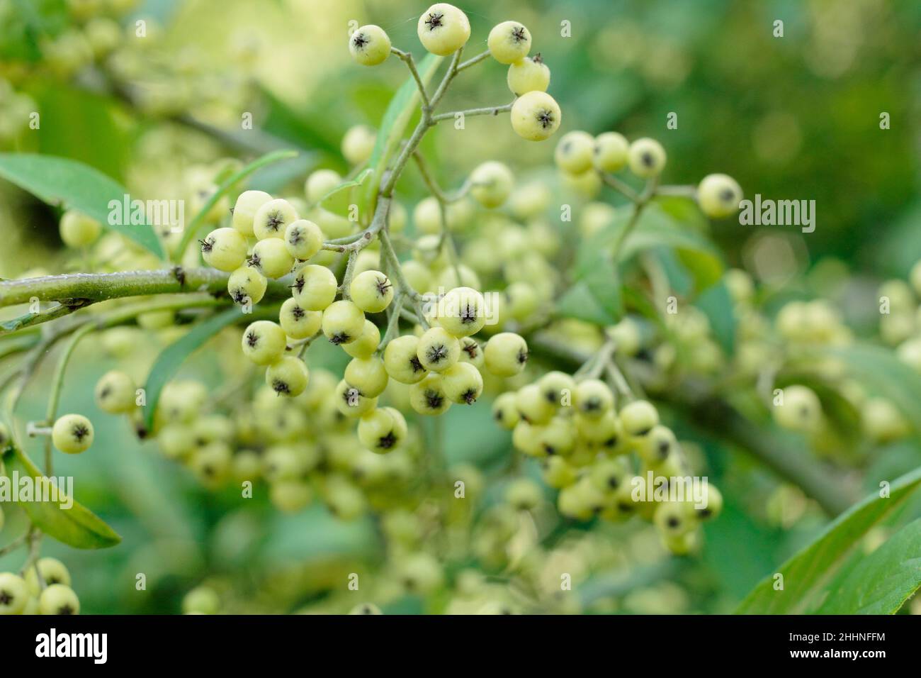 Cotoneaster Rothschildianus. Bacche verdi gialle di cotoneaster Rothschildianus in autunno. REGNO UNITO Foto Stock