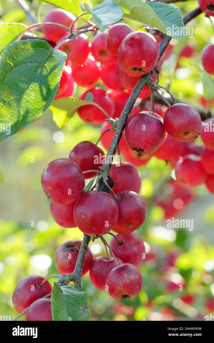 Malus 'meraviglioso'. Malus x atrosanguinea 'gorgeous' mele granchio in autunno. REGNO UNITO Foto Stock