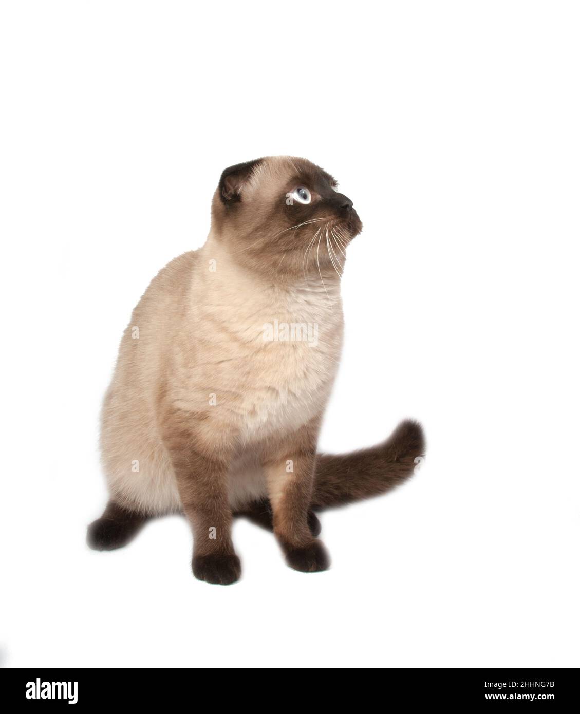 British fold Cat caffè di colore marrone su bianco Foto Stock