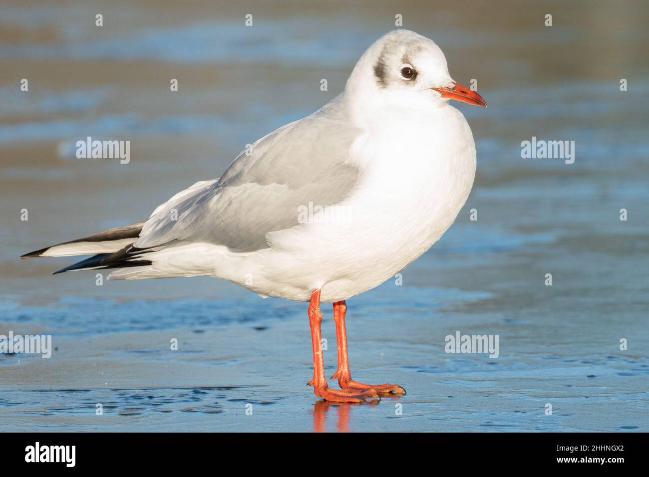 Seagull su ghiaccio sul lago Cemetery, Southampton Common Foto Stock