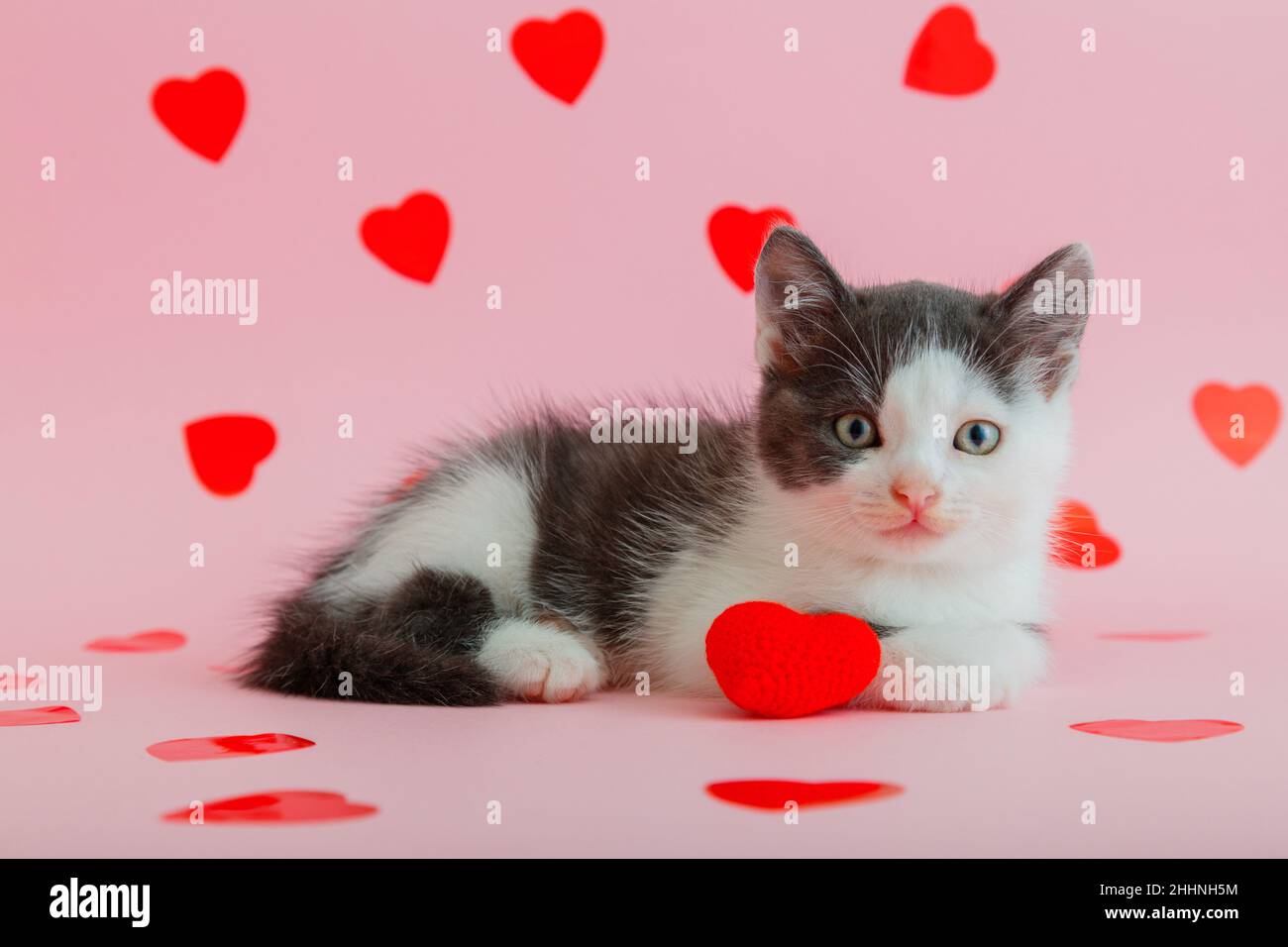 Cute spotted nero bianco gattino tiene in zampa abbraccio morbido cuore rosso come simbolo di amore, regalo regalo San Valentino isolato su sfondo rosa Foto Stock
