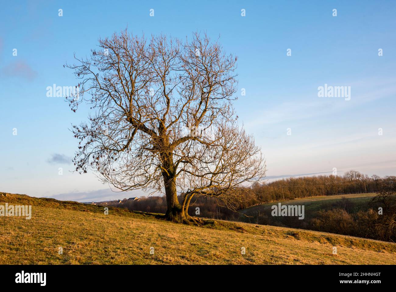 Tee singolo in inverno luce id campagna posizione in East Dunbartonshire Scozia Foto Stock