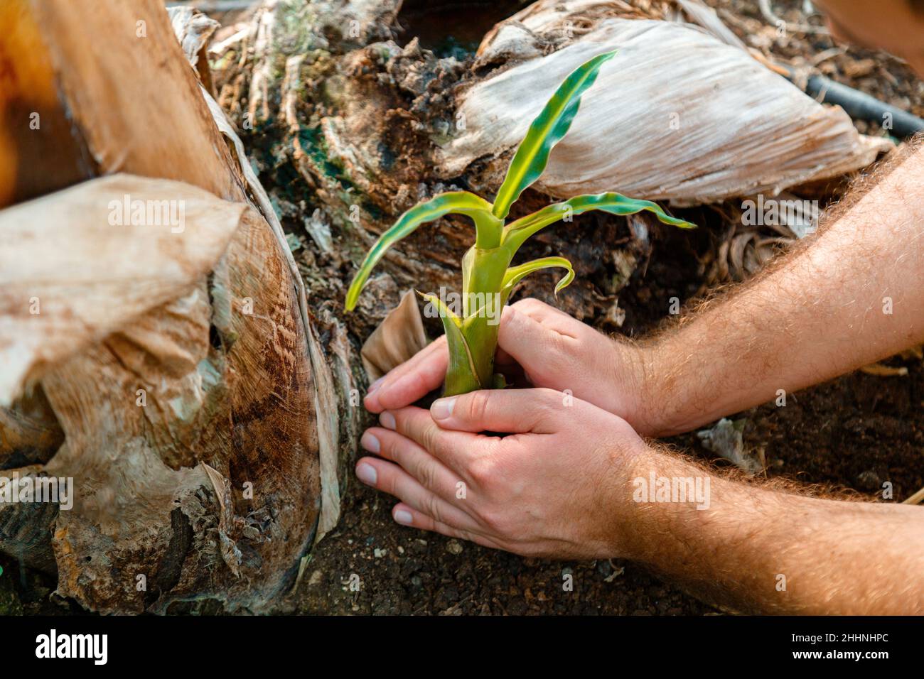 Giovane germoglio fresco in mani maschili. L'uomo pianta germoglio fresco in terra aperta come simbolo di energia verde Riavvia terra Nuova vita. Concetto DI AGRICOLTURA ECOLOGICA Foto Stock