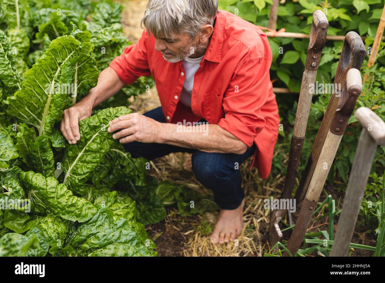 Uomo maturo caucasico che esamina foglie di piante fresche mentre accovacciato da strumenti di lavoro in fattoria. Stile di vita, agricoltura e natura concetto. Foto Stock
