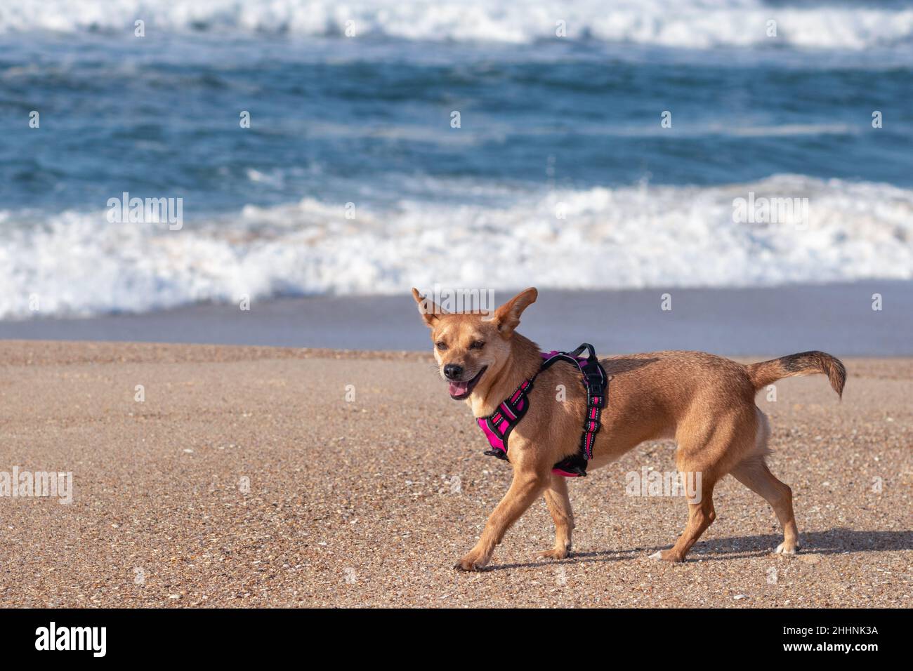 Un felice cane femmina di razza mista in un'imbragatura rosa che cammina lungo la spiaggia sulla sabbia con le onde dell'oceano sfocate sullo sfondo. Cane sorridente Foto Stock