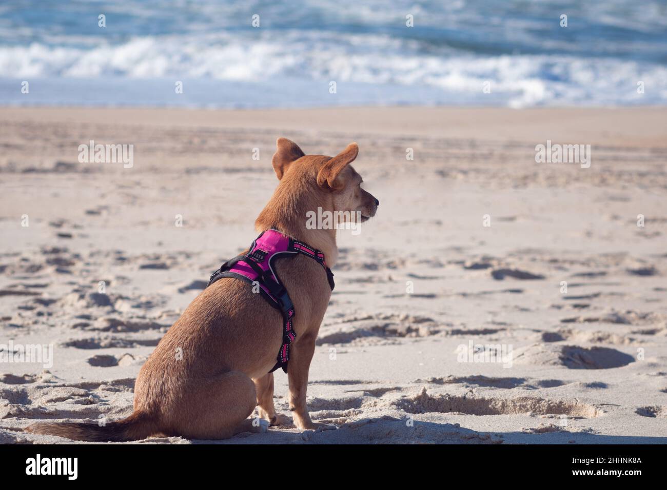 Vista posteriore del cane marrone di razza mista che indossa un'imbracatura, seduto da solo sulla sabbia alla spiaggia e guardando verso l'oceano in una giornata di sole Foto Stock