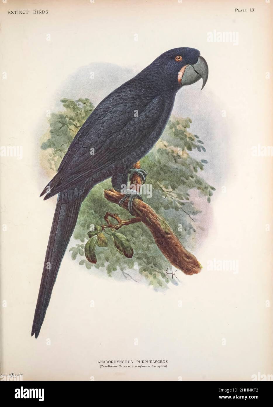 Anodorhynchus purpurascens (qui come Anadorhynchus purpurpurascens) di John Gerrard Keulemans da ' uccelli ' : un tentativo di unire in un volume un breve resoconto di quegli uccelli che si sono estinti in tempi storici : cioè, negli ultimi sei o settecento anni : A cui si aggiungono alcuni che ancora esistono, ma sono sul punto di estinzione. Di Baron, Lionel Walter Rothschild, 1868-1937 pubblicato 1907 come un libro in edizione limitata a Londra da Hutchinson & Co. Foto Stock