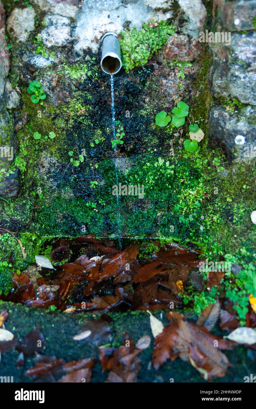 Fonte naturale di acqua di sorgente di pietra con muschio e foglie in autunno Foto Stock