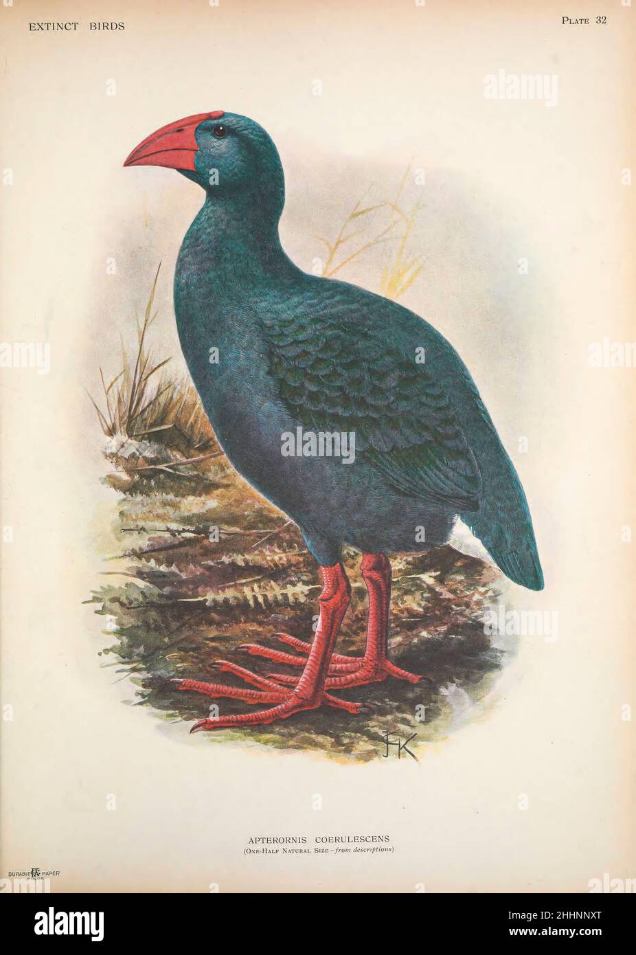 Il Réunion Swanphen (Porphyrio caerulescens syn Apterornis coerulescens), noto anche come la Réunion gallinule o oiseau bleu (francese per 'uccello blu'), è una specie ipotetica estinta di ferrovia che era endemica per l'isola Mascarene di Réunion. Sebbene sia conosciuto solo dai visitatori dell'isola dal 17th al 18th secolo, è stato scientificamente nominato nel 1848, sulla base del conto del 1674 di Sieur Dubois. Una notevole letteratura fu poi dedicata alle sue possibili affinità, con i ricercatori attuali che concordano che era derivata dal genere Swanphen Porphyrio. È stato considerato mysteri Foto Stock