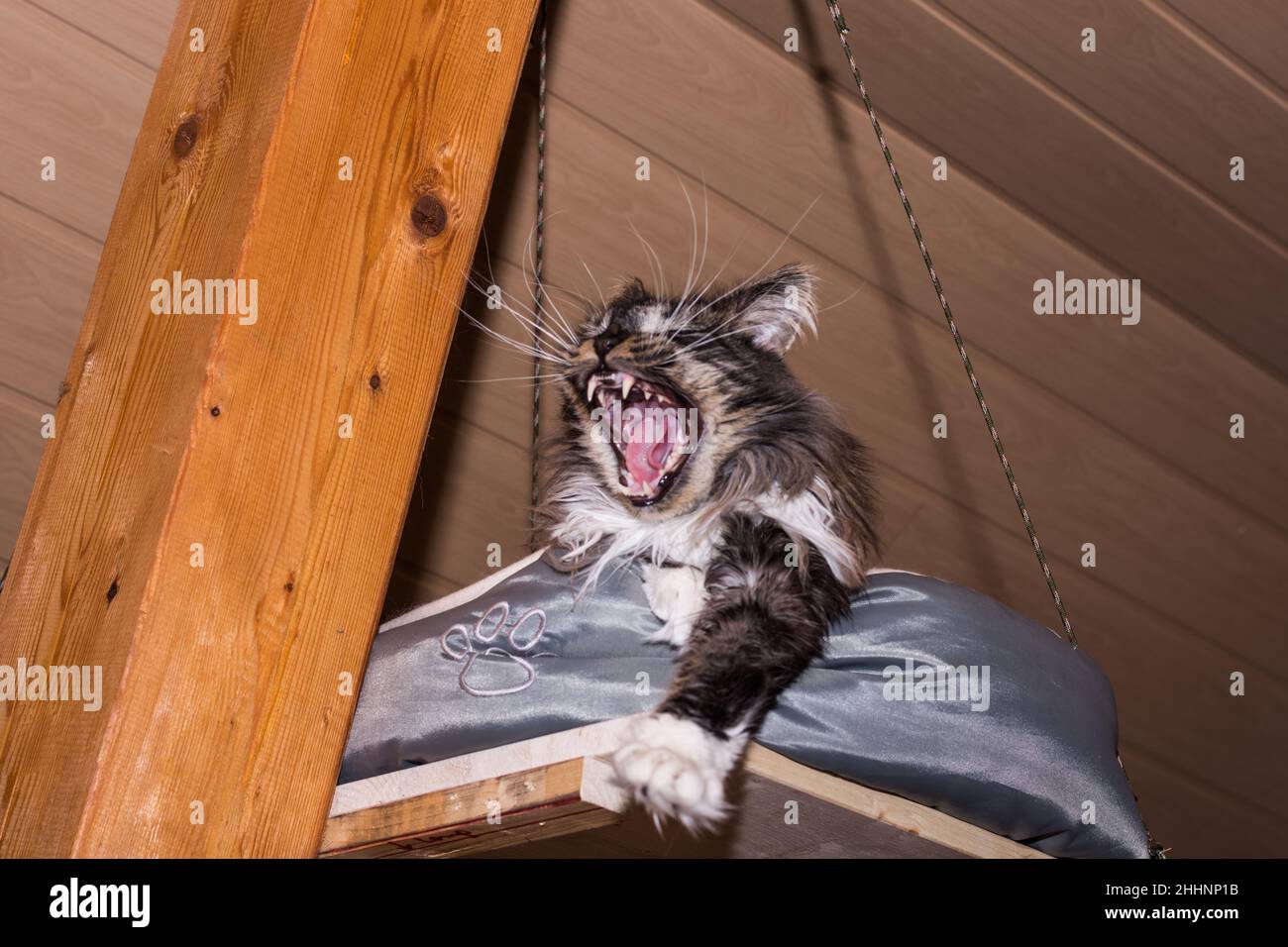 piccolo maine coon gatto sbadigia con bocca gaping dopo il sonno Foto Stock