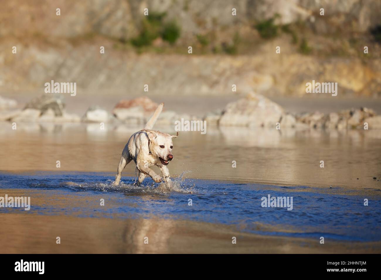 Cane che corre nel lago. Happy labrador Retrever nella soleggiata giornata estiva. Foto Stock