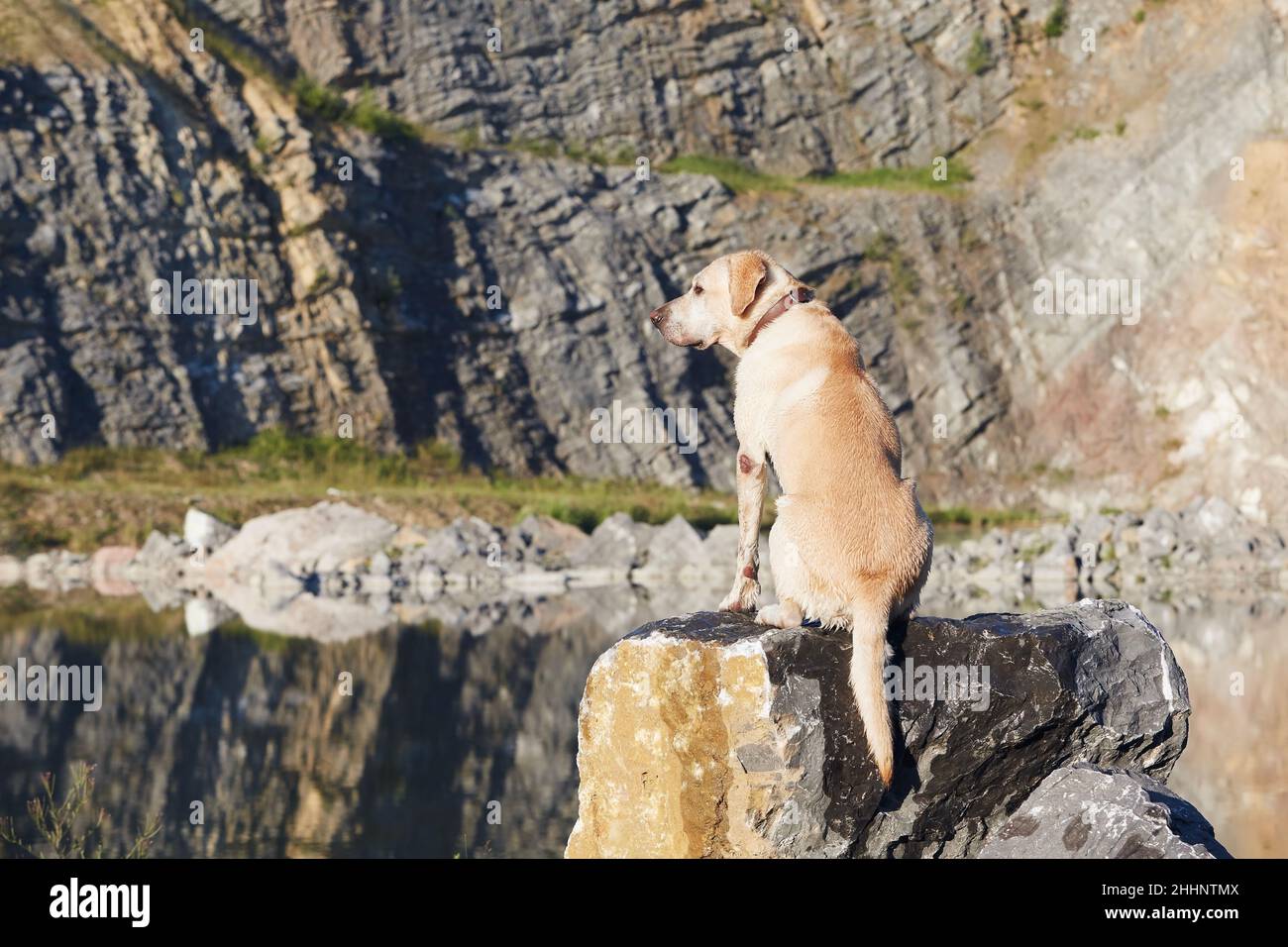 Cane seduto su pietra e guardando la vista. Happy labrador Retrever nella soleggiata giornata estiva. Foto Stock