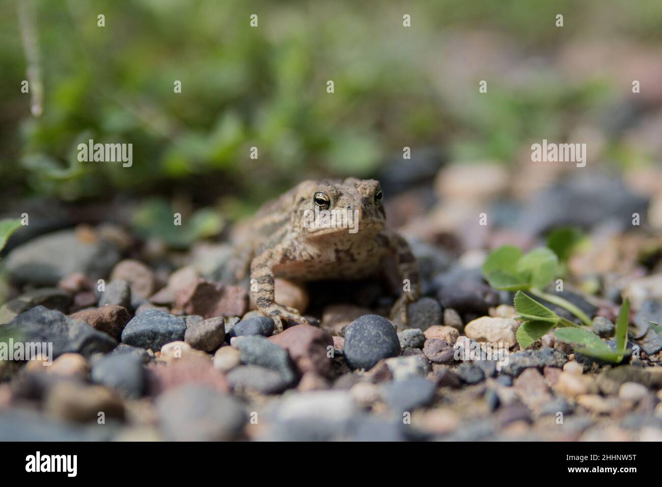 Bambino Toad Foto Stock