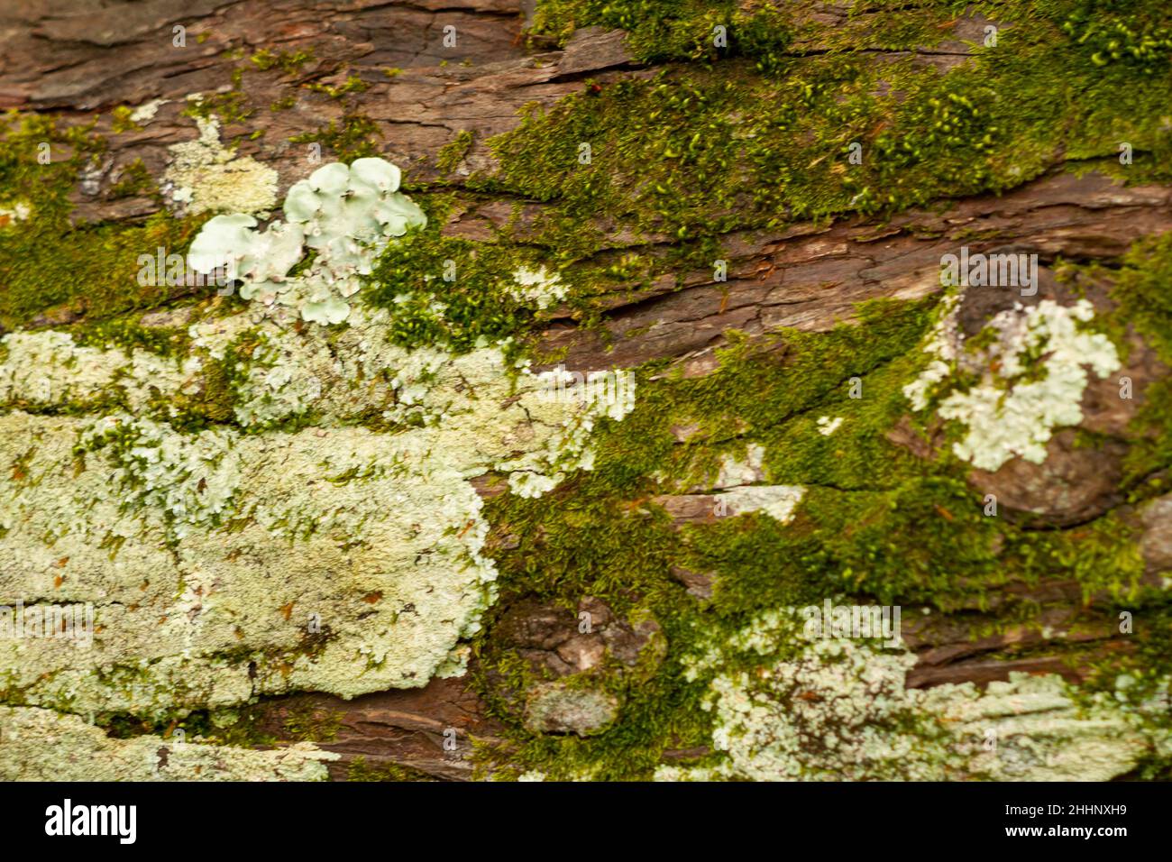 Fuoco selettivo sulla superficie della corteccia che ha una struttura ruvida, leggermente secca, e un caratteristico colore marrone del legno. Utilizzato per la natura a tema Foto Stock