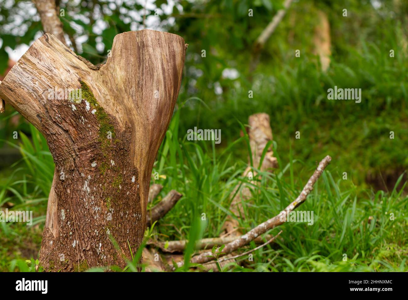 Fuoco selettivo sulla superficie della corteccia che ha una struttura ruvida, leggermente secca, e un caratteristico colore marrone del legno. Utilizzato per la natura a tema Foto Stock