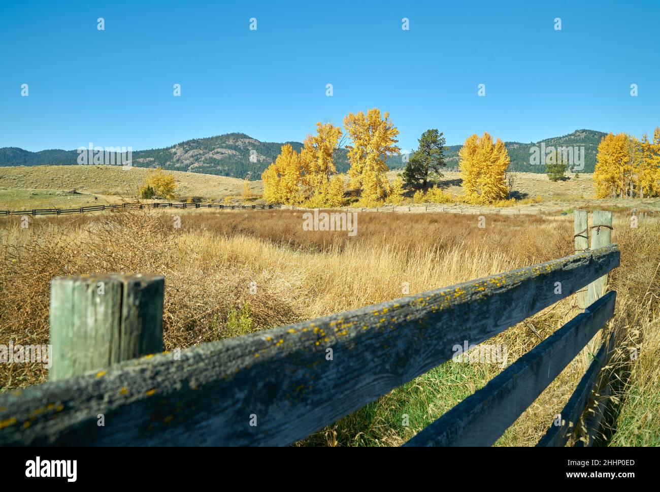 Ranchland colori autunnali e fence. Ranchland e alberi autunnali nella valle di Nicola della Columbia Britannica. Foto Stock