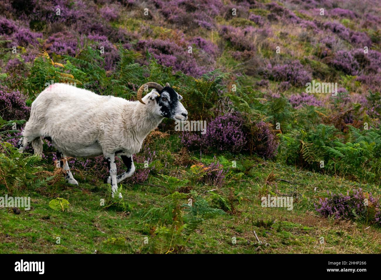 Pecore bianche e nere che camminano lungo la collina, animali da fattoria che vagano liberamente in cespugli di erica viola sulla collina nel Parco Nazionale del Peak District Foto Stock