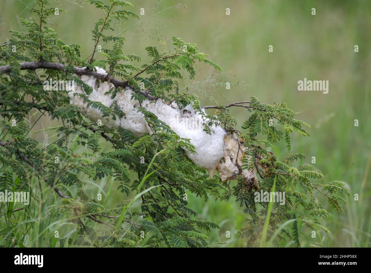 Nido di rana grigio nel Parco Nazionale di Kruger Foto Stock