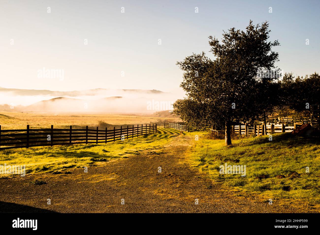 Farm Scene a Petaluma, California Foto Stock