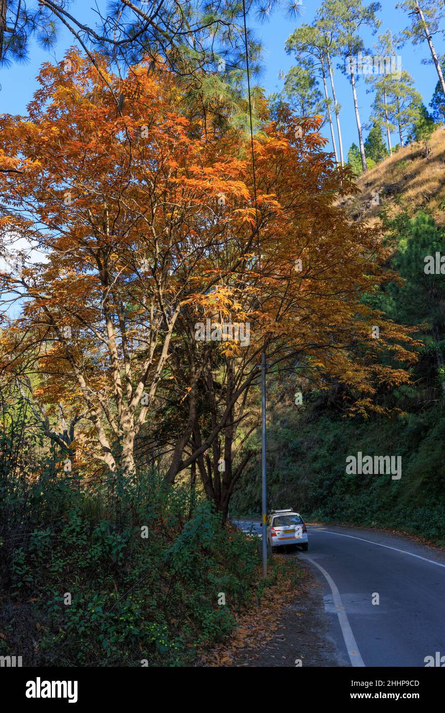 Tortuoso Himalayan strada e un albero di castagno nei suoi colori autunnali Foto Stock