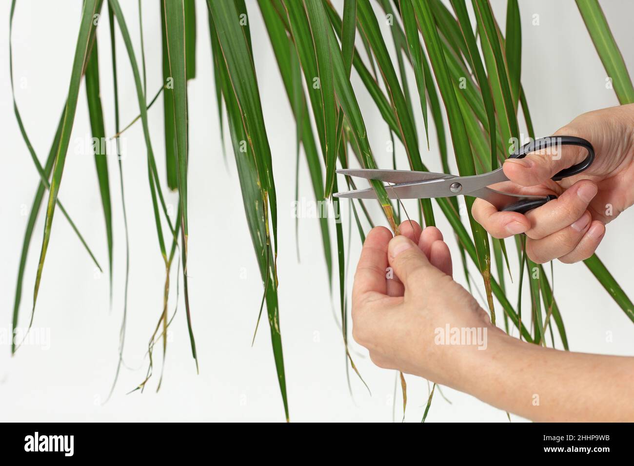 Le mani della donna tagliano i bordi marroni asciutti sulle foglie di Dracaena marginata usando le forbici su sfondo bianco Foto Stock