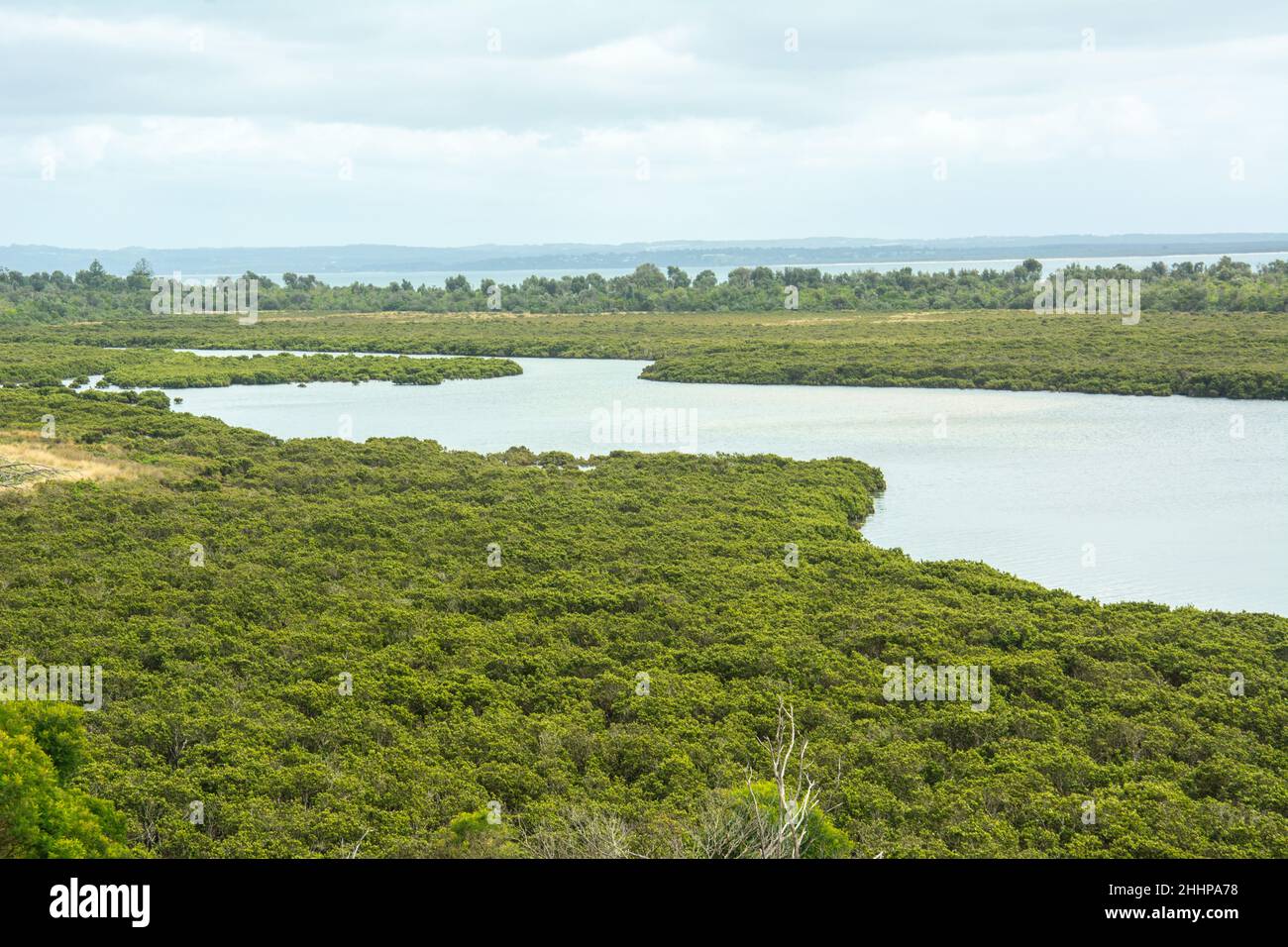 La vista delle paludi e delle mangrovie di Rhyll Inlet a Phillip Island, Victoria, Australia Foto Stock