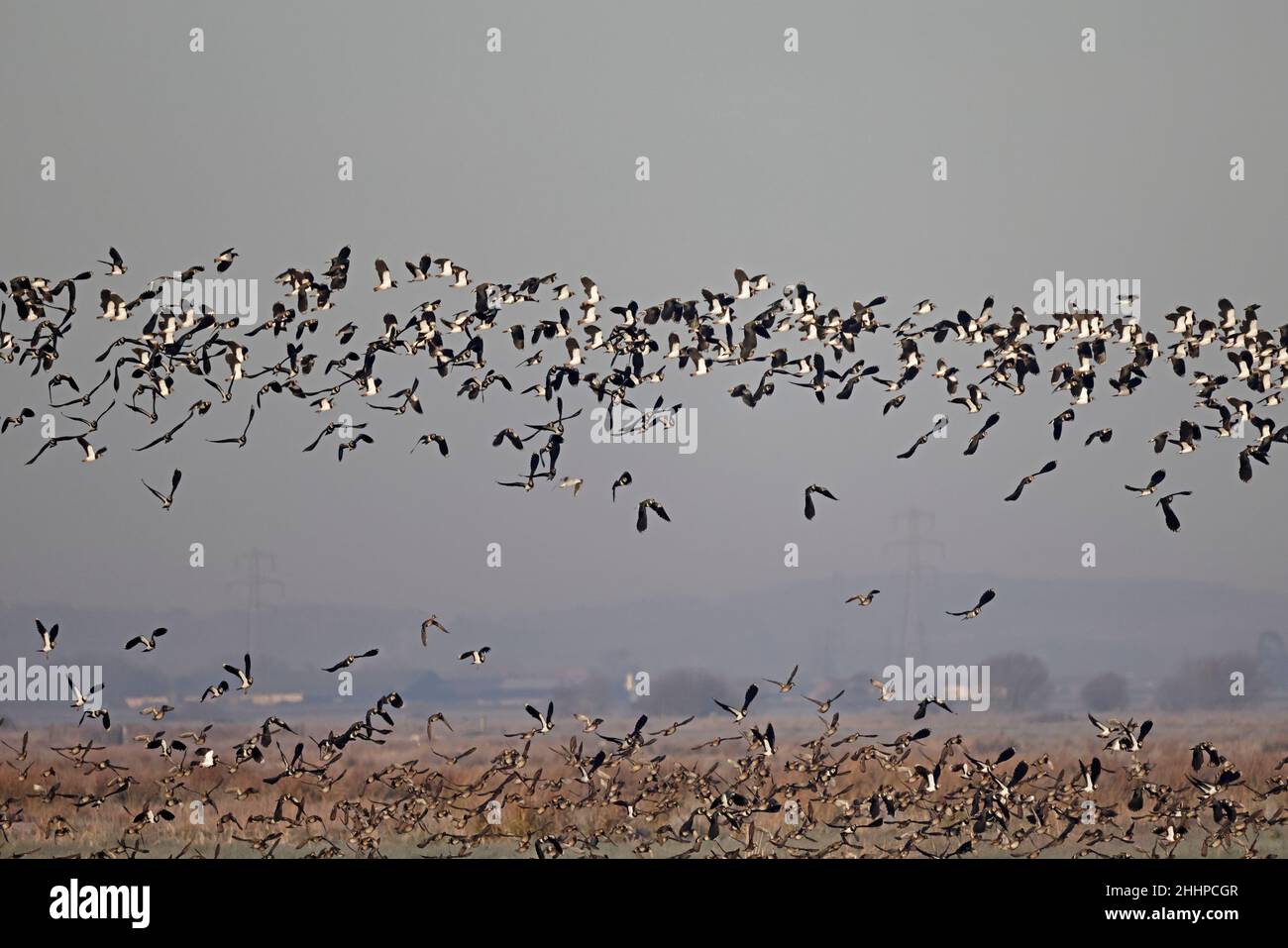 Un gregge di Lapwings che volano sopra la riserva di Graylake sui livelli del Somerset Foto Stock