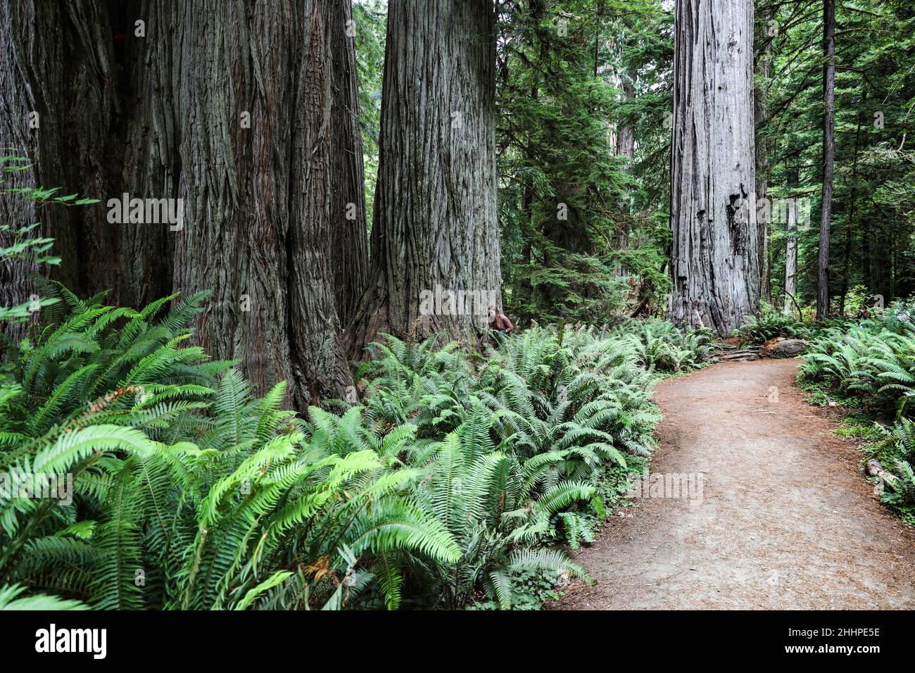 Grandi alberi nel Prairie Creek Redwoods state Park, California Foto Stock