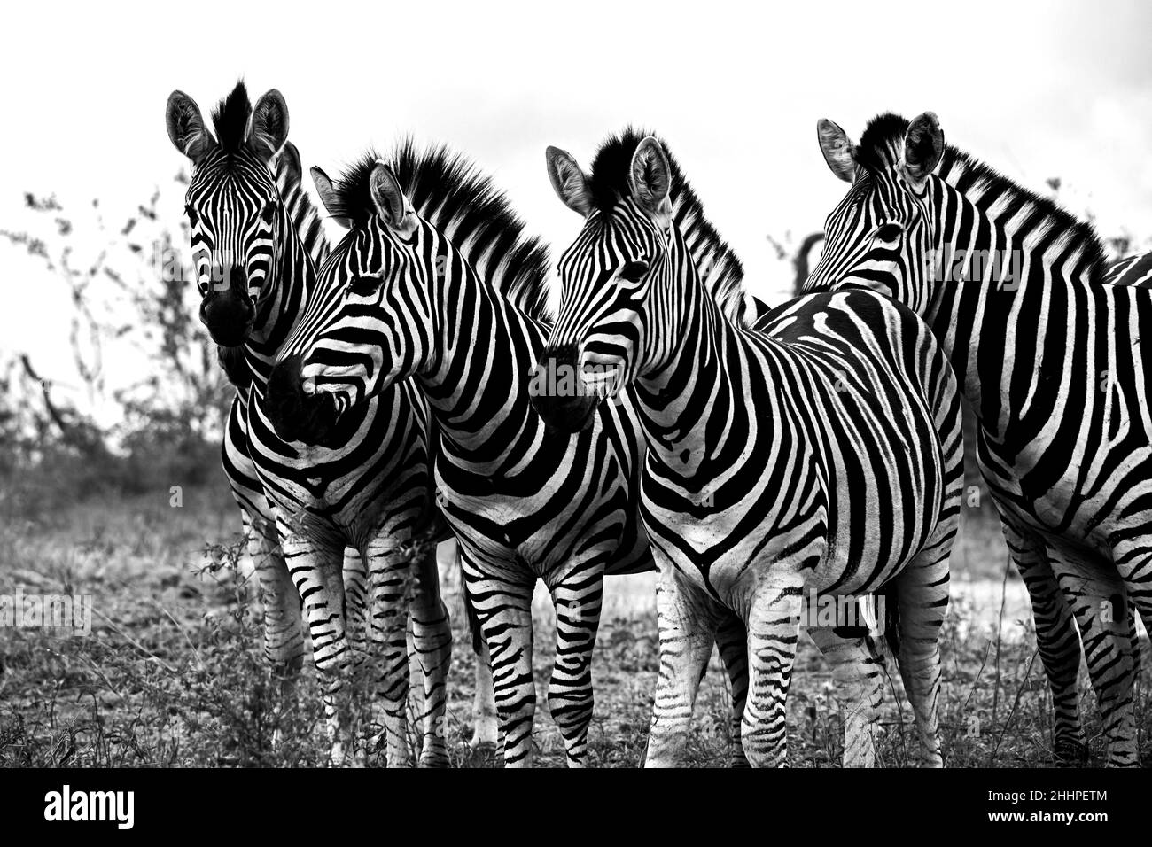 Zebra Stallions 13830 BW Foto Stock