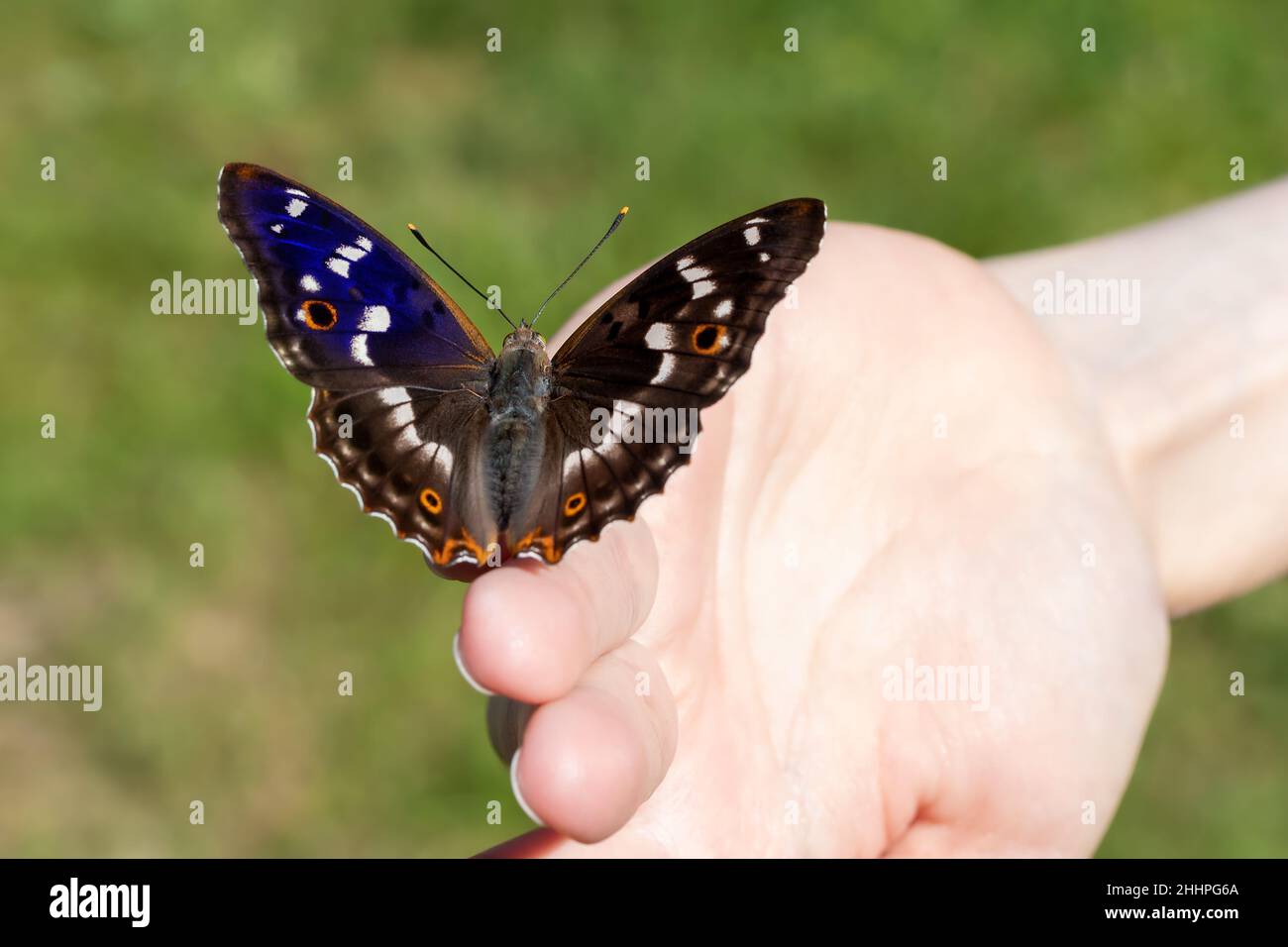 La bella farfalla si siede sulle dita della ragazza, fuoco selettivo, Blue gloss Open Wings, fuoco selettivo. Foto Stock