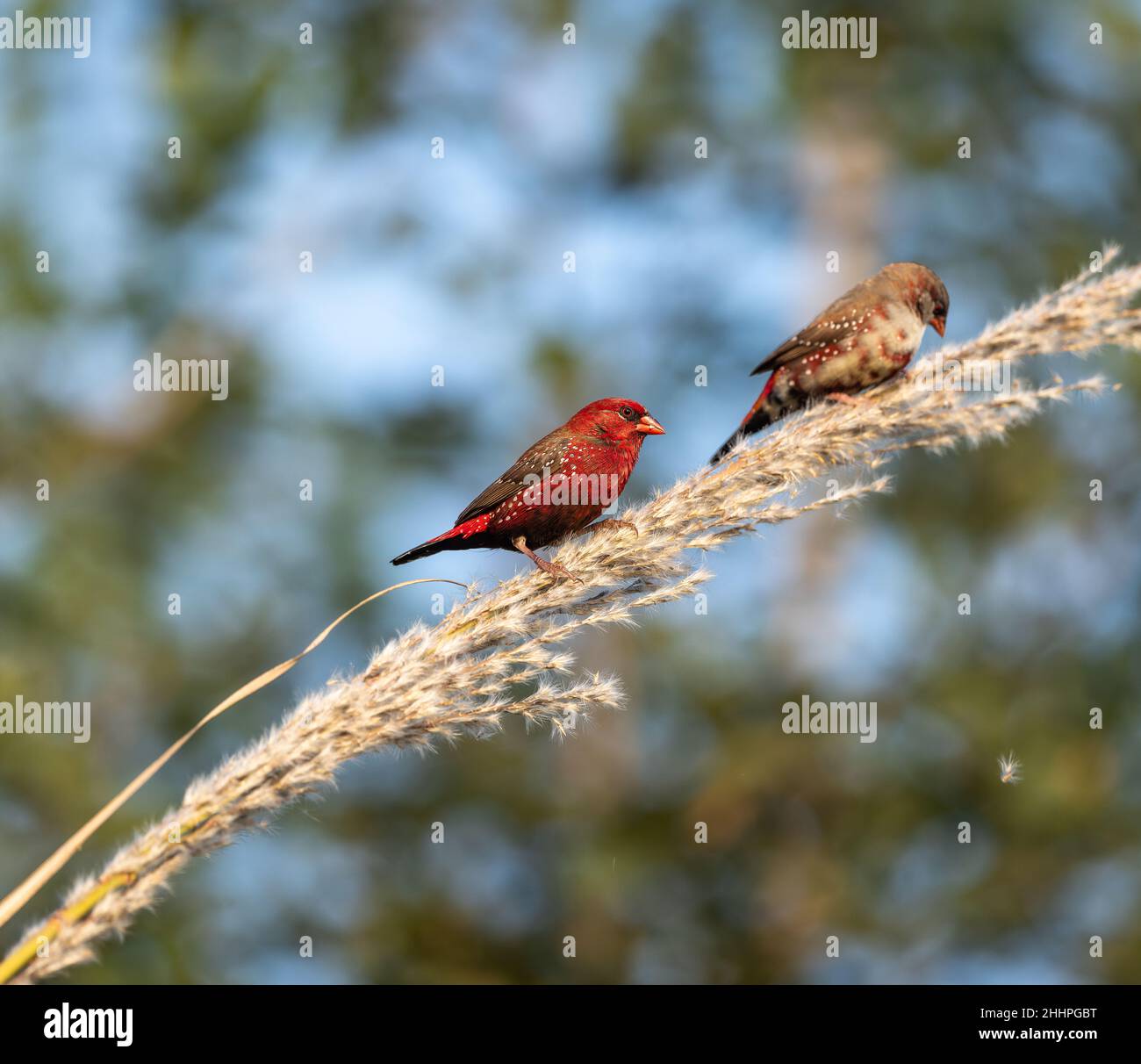 Avadavat rosso, munia rosso o finch fragola (maschio) che si aggirano sull'orecchio di risaia. L'avadavat rosso è un piccolo uccello rosso in primavera con spazio per la copia Foto Stock