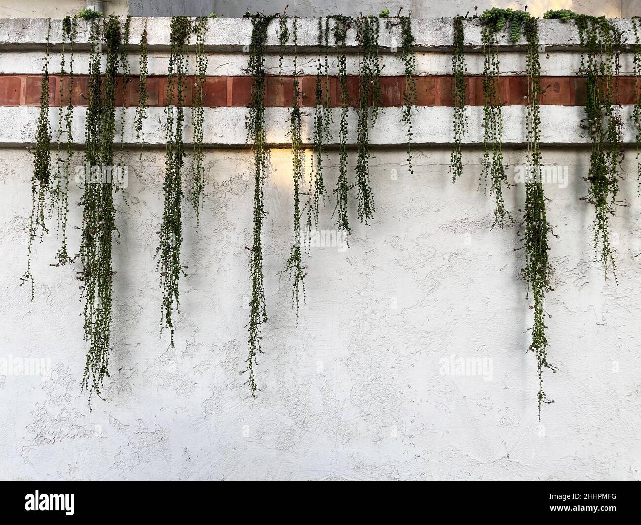 Una stringa di perle o una stringa di perle piantano su un muro, curio rowleyanus, o Senecio rowleyanus Foto Stock