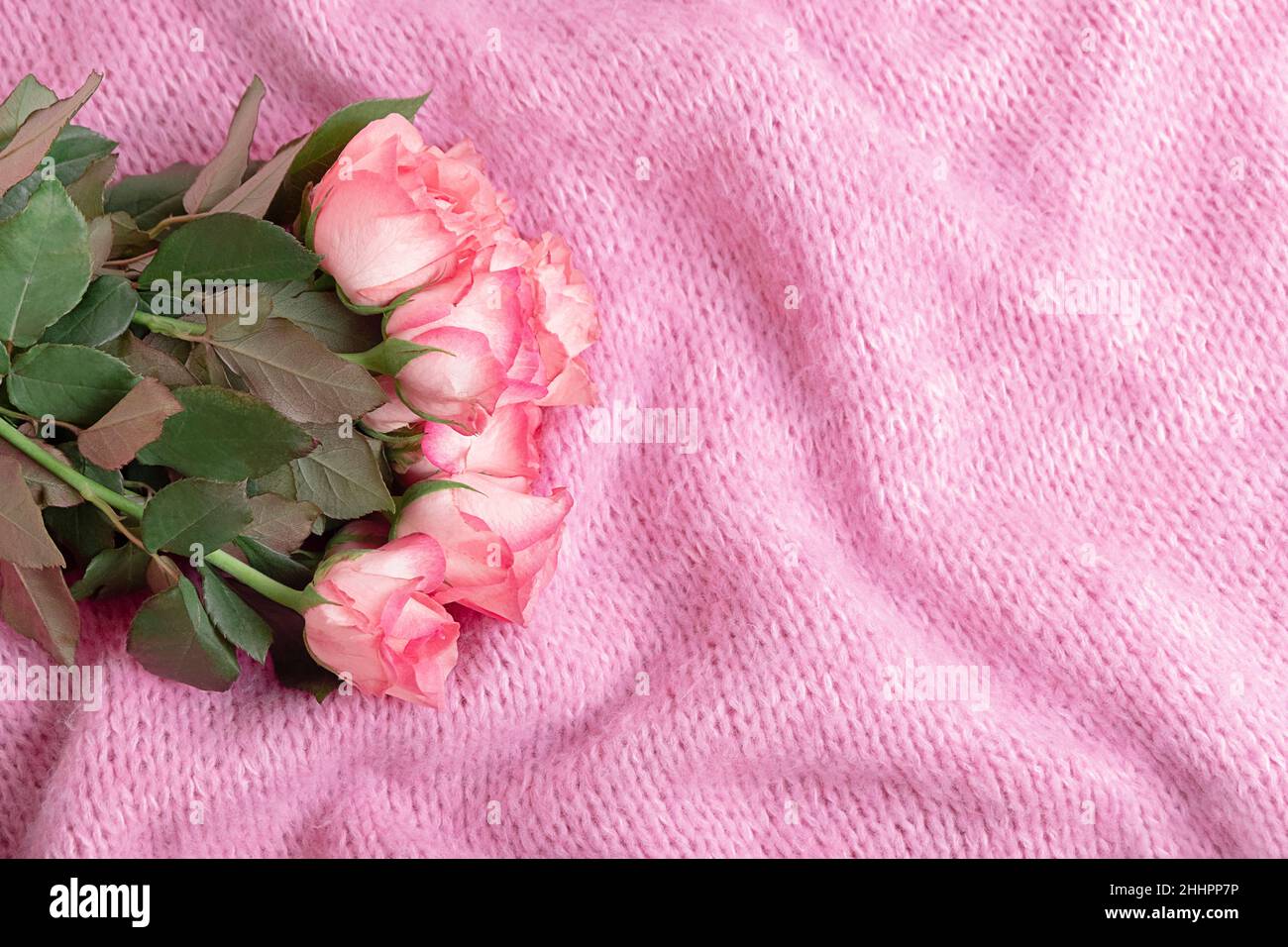 Belle rose rosa su accogliente coperta di lana in maglia rosa pastello, vista dall'alto con spazio copia, mockup Foto Stock