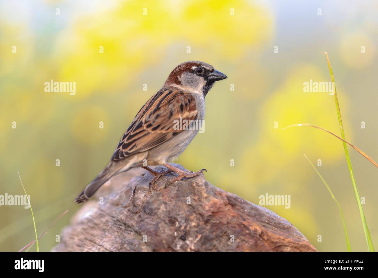 Casa Sparrow (Passer domesticus) arroccato su un tronco con sfondo verde. Questo uccello è un vero e proprio abitante urbano. Fauna selvatica scena della natura in Europa. Foto Stock