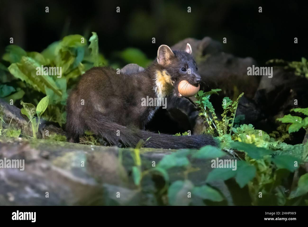 Martora di pino (Martes Martes) su tronco in circostanze buie in una foresta di notte. Fauna selvatica scena della natura in Europa. Foto Stock