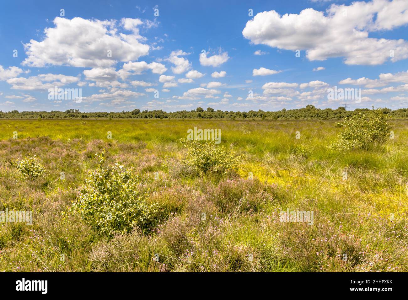 La torbiera rialzata, chiamata anche Riserva Naturale delle torbiere ombrotrofiche di Witten nella Provincia di Drenthe, Paesi Bassi. Paesaggio in natura europea. Foto Stock