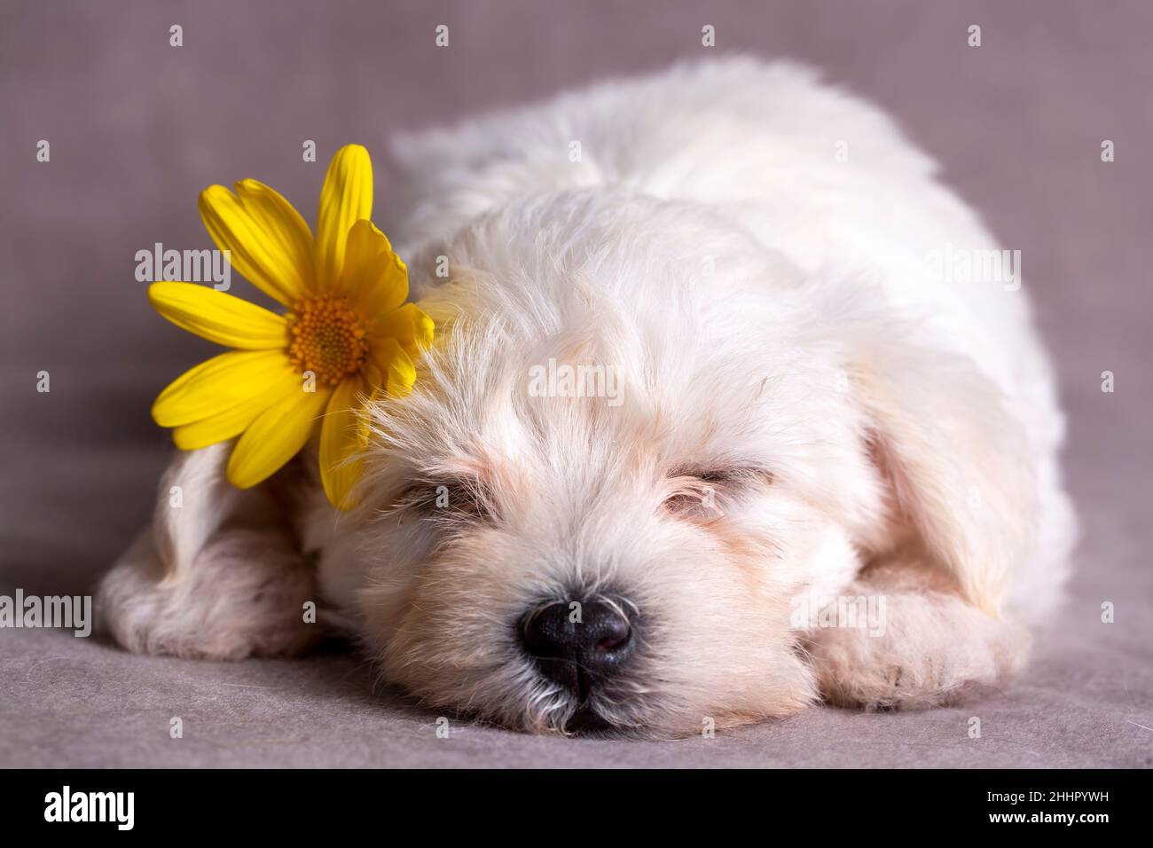 Molto carino maltese terrier cane cucciolo che dorme Foto Stock