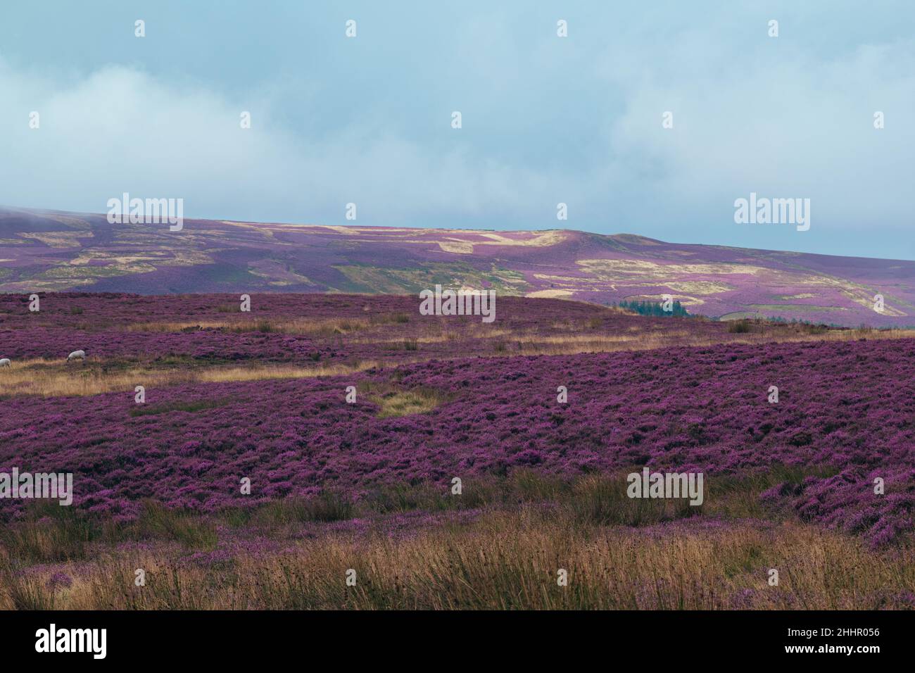 Paesaggio di vasti Peak District viola brughiere di erica, vista a lunga distanza delle colline coperte di fiori rosa durante l'estate Foto Stock