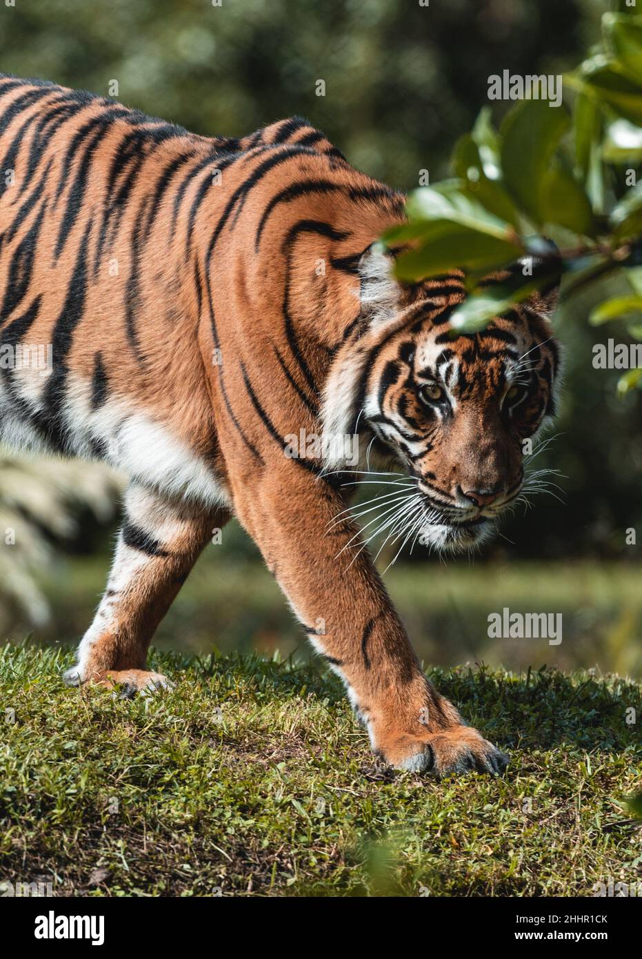 Tiger in Asia Foto Stock