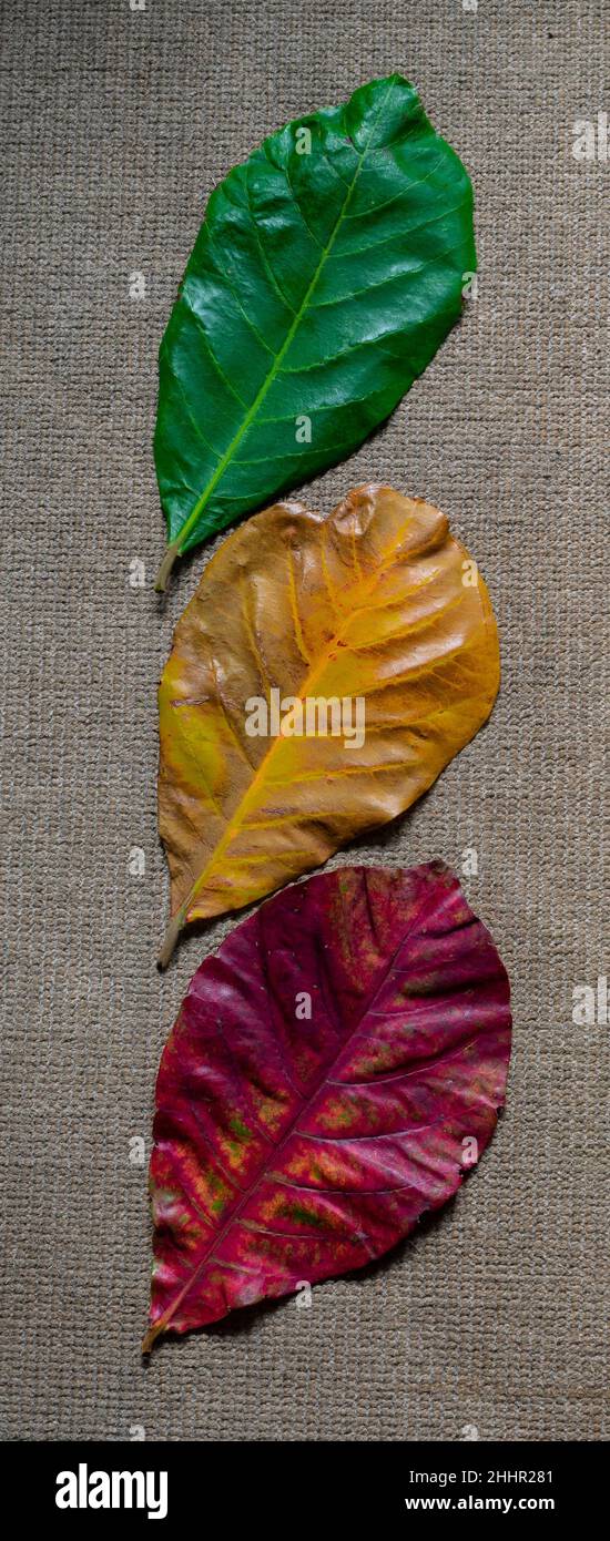 Stessa foglia in colori naturali diversi affiancati Foto Stock
