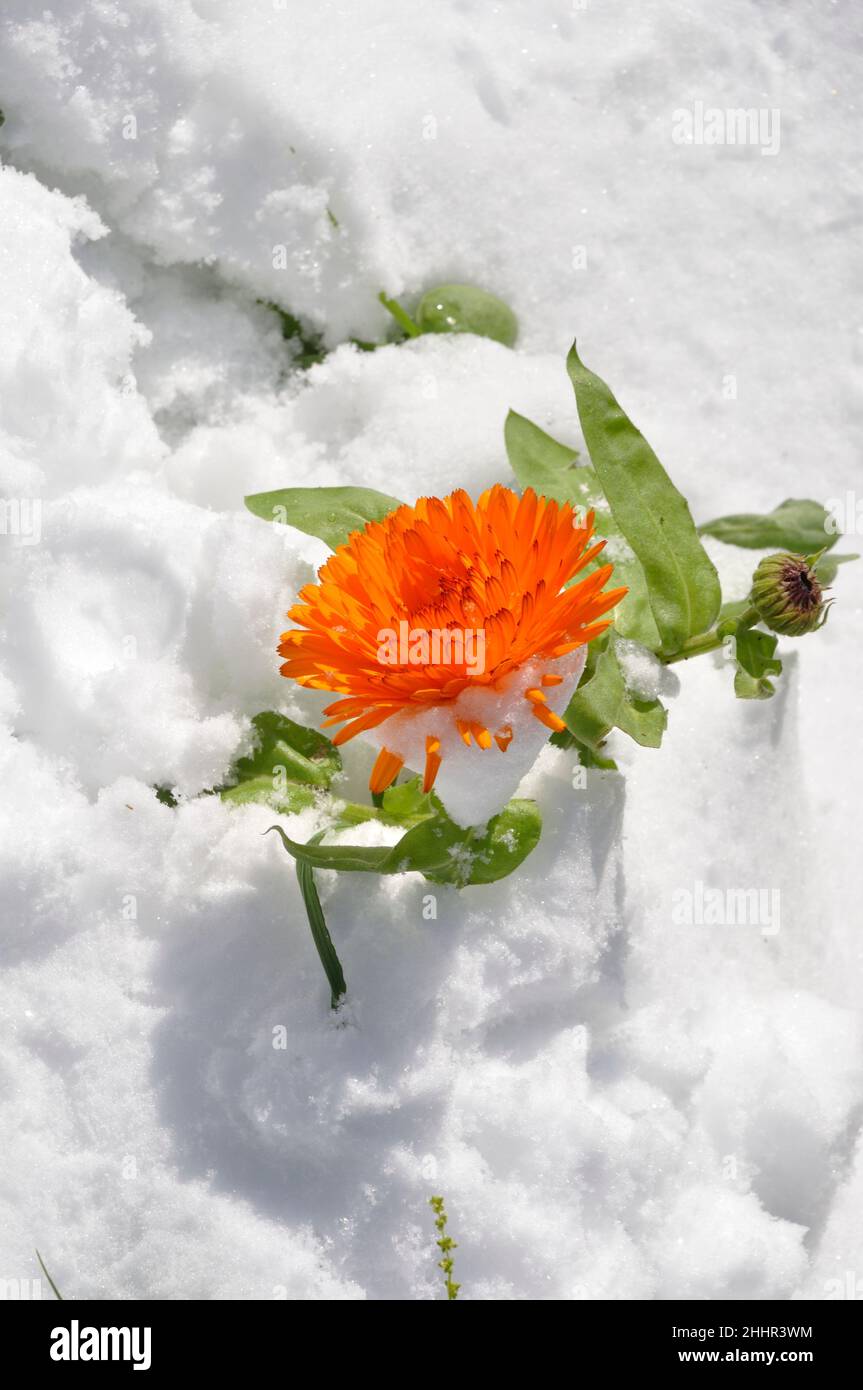 Marigold sotto la neve in Bretagna Foto Stock