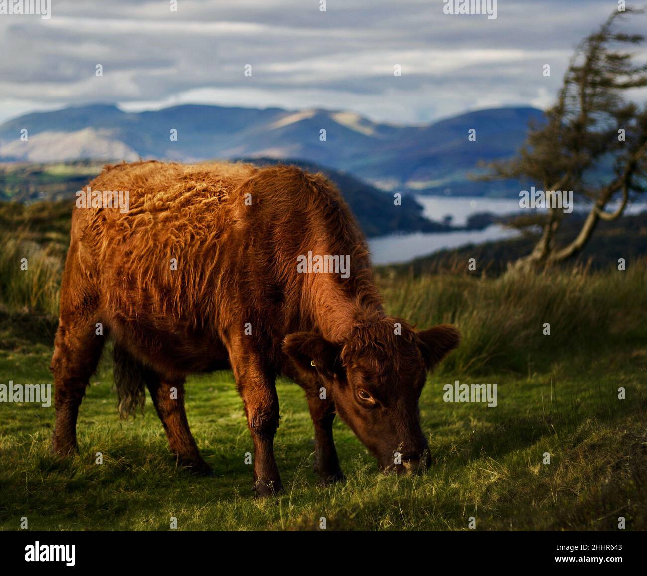 Lake District mucca in montagna Foto Stock