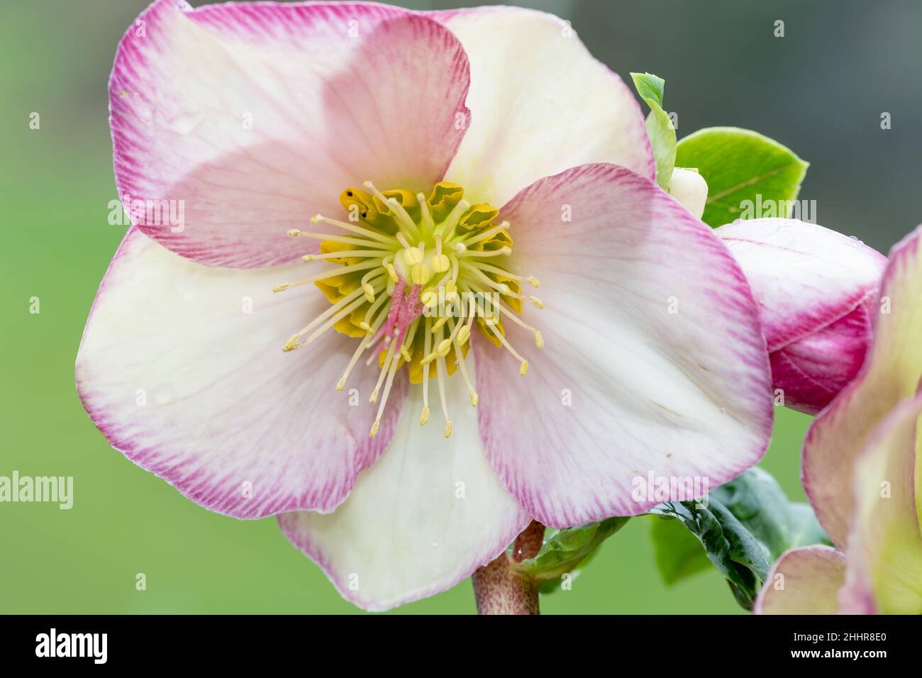 Primo piano di un fiore rosa e bianco in ellebore fioritura Foto Stock