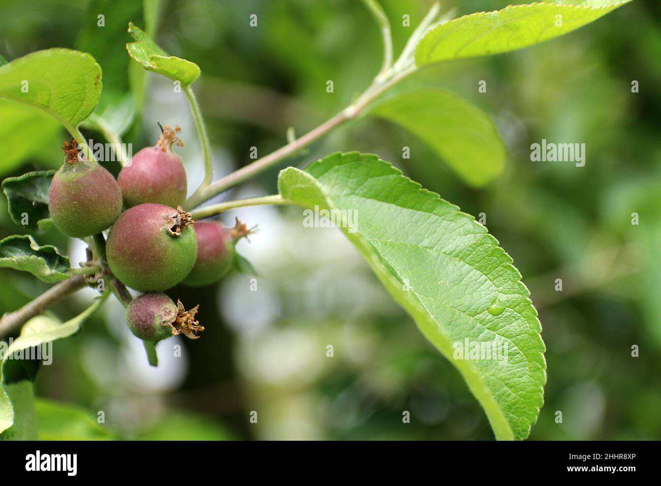 Piccole ovaie di pera su un ramo di albero. Ramo di pera con frutti giovani (ovaie). Primavera nel frutteto. Foto Stock