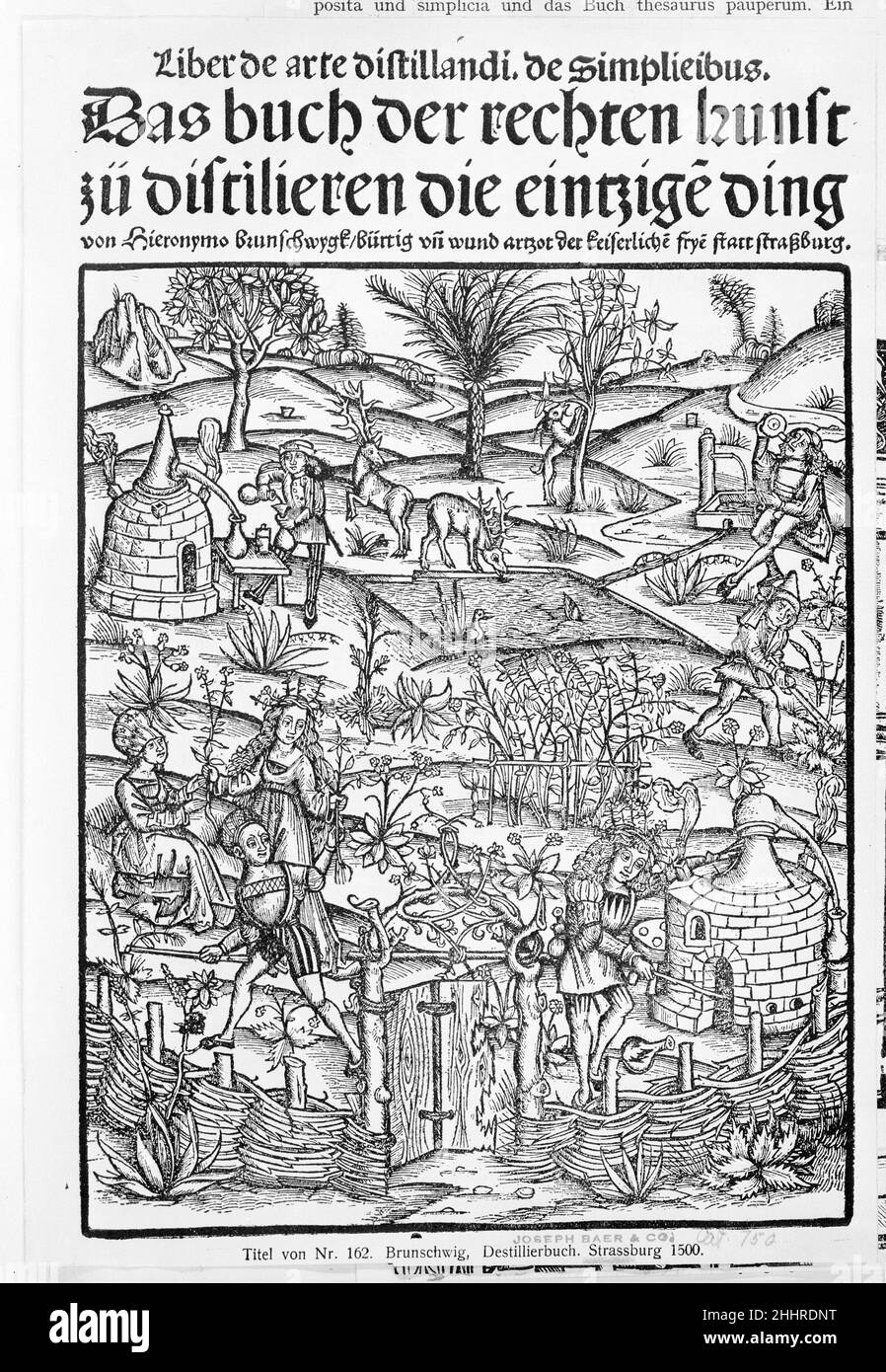 Medicinarius. Das buch der Gesundheit. Liber de arte distillandi Simplicia et composizione 1505 stampato da Johann Grüninger Tedesco. Medicinarius. Das buch der Gesundheit. Liber de arte distillandi Simplicia et composita. 1505. tavole: tagli di legno colorati a mano. Libri Foto Stock