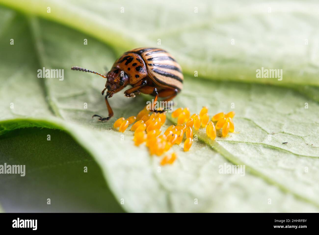 Primo piano di un coleottero di patate Colorado e le sue uova. Pest su piante di patata. Soft focus selettivo, spazio per il testo Foto Stock